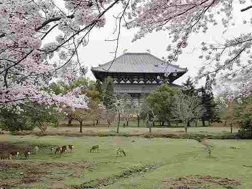 東大寺・奈良公園の桜を観てきました(2017年版)