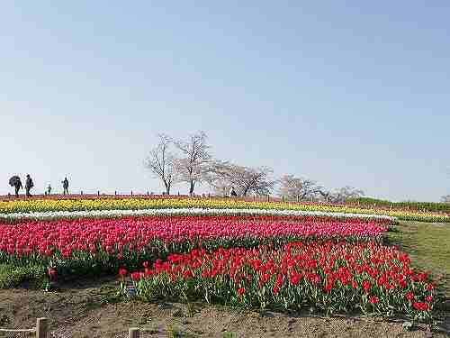 約50万本のチューリップと春の花！＠馬見丘陵公園
