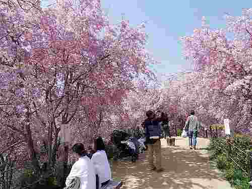 満開のしだれ桜!大神神社『大美和の杜展望台』@桜井市
