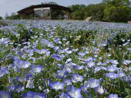 青く可憐な「ネモフィラ」が満開!@馬見丘陵公園