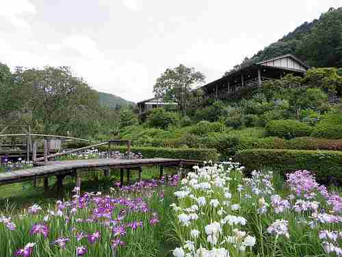 1万坪に100万本!『花の郷 滝谷花しょうぶ園』@宇陀市