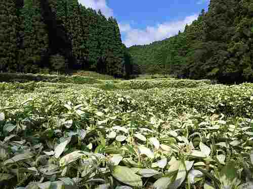清浄な白い群生！『岡田の谷の半夏生園』＠御杖村