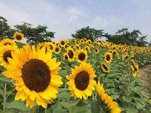 夏恒例!『第3回 馬見ひまわりウィーク』@馬見丘陵公園
