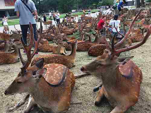 集合から解散まで『鹿だまり』観察 ＠奈良国立博物館前