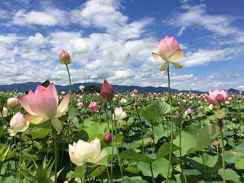 満開の『蓮』と『キバナコスモス』@藤原宮跡(橿原市)