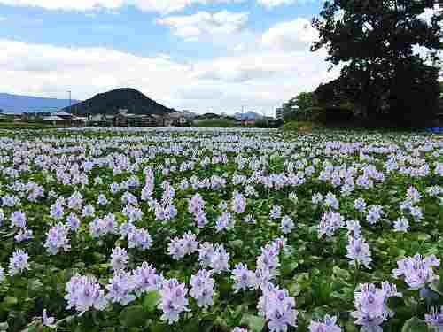 約1.4万株のホテイアオイが見頃!@本薬師寺跡(橿原市)