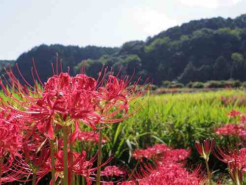 畦を埋める赤いヒガンバナ @葛城一言主神社(御所市)