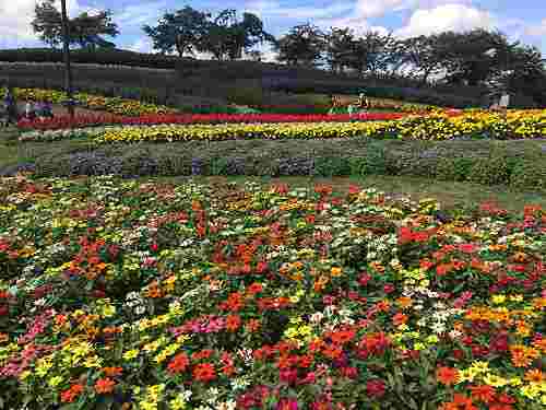 『馬見フラワーフェスタ』&『シェフェスタin馬見』@馬見丘陵公園