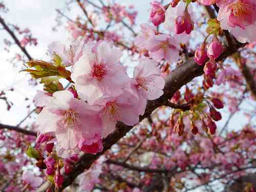 早咲きの桜『河津桜』の見頃が間近!@馬見丘陵公園&佐保川