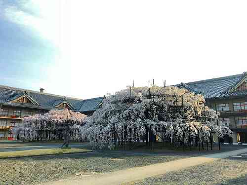 【桜】3本の『大しだれ桜』@天理教教会本部(天理市)