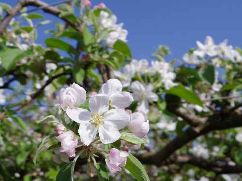 梨の名産地で『梨の花』を見てきました @大阿太高原(大淀町)