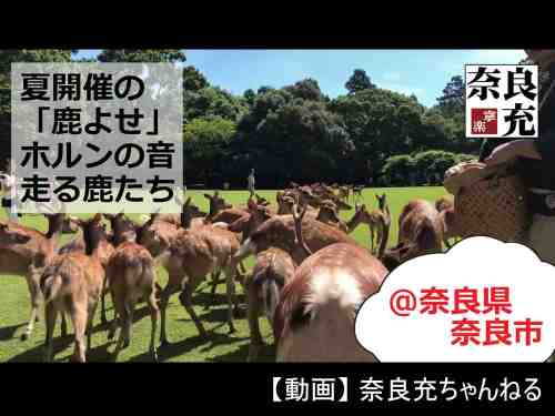 【動画】鹿たちが駆け寄ってくる「なつの鹿寄せ」（＠奈良市）