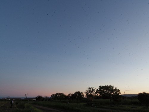 夕暮れ空に鳥・鳥・鳥！『ツバメのねぐら入り』＠平城宮跡（奈良市）