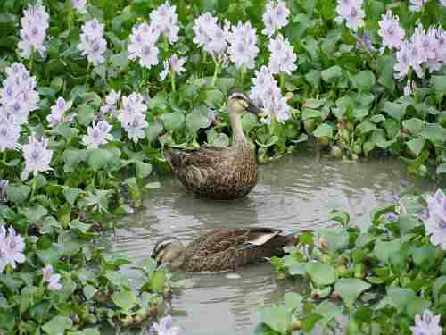 すみれ色の絨毯のよう!本薬師寺跡の『ホテイアオイ』@橿原市