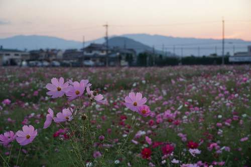 【写真】コスモスが咲き誇る「藤原宮跡」の夕暮れ(橿原市)
