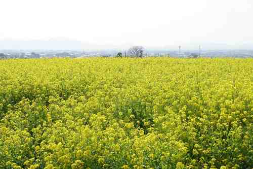 春の「山の辺の道」で見られた菜の花畑・猫・花々など