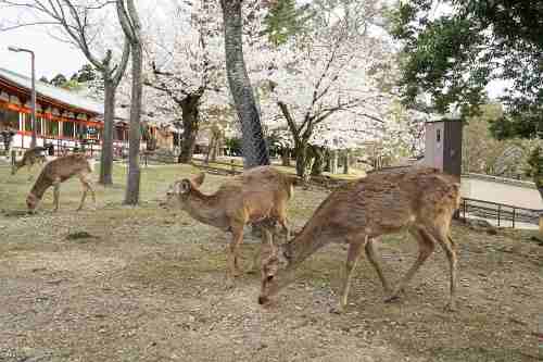 【桜】桜の名所100選・奈良公園の桜と鹿を見てきました