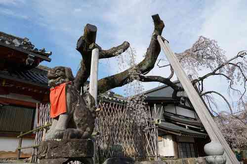 【桜】奈良の一番桜!氷室神社『枝垂れ桜』は治療が続いています