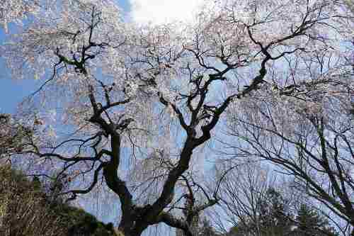 【桜】樹齢300年超のシダレザクラ『大照寺跡枝垂桜』@山添村