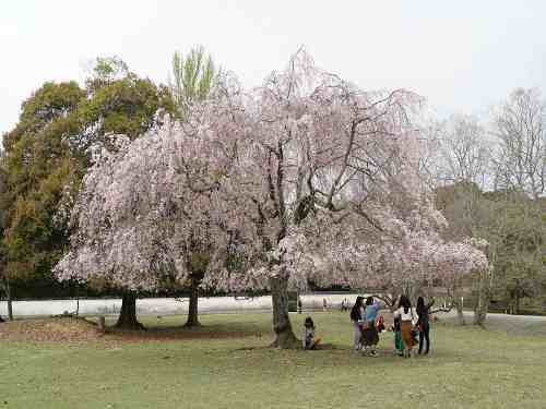【桜】『おかっぱ桜』奈良公園ならではのおかっぱ型しだれ桜!