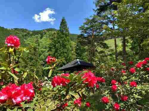 『21世紀の森・紀伊半島森林植物公園』石楠花まつり @十津川村