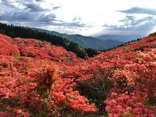 一目百万本!真っ赤なツツジの大群生 @葛城山(御所市)
