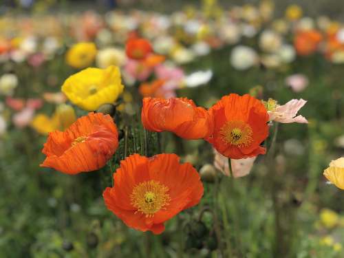 春の花々を愛でてきました(@甘樫丘・馬見丘陵公園・藤原宮跡)