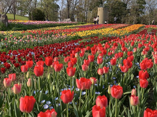 満開の桜とチューリップ!@馬見丘陵公園