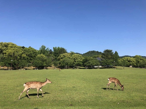 久しぶりに鹿と遊んだり、奈良観光してきました（2020/05/28）