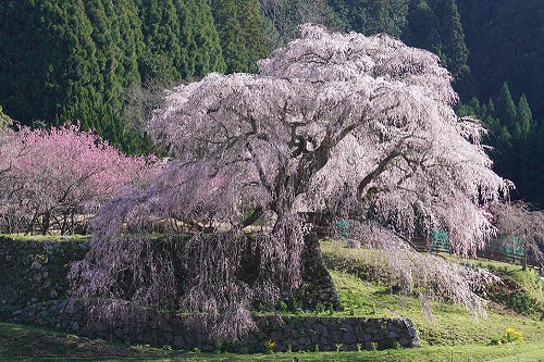 樹齢約300年!堂々たるしだれ桜『又兵衛桜』が満開 @宇陀市