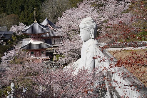 桜大仏と大雛曼荼羅!桜が咲き誇る『壷阪寺』@高取町