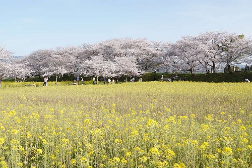 約250万本の菜の花、満開の桜!@藤原宮跡(橿原市)