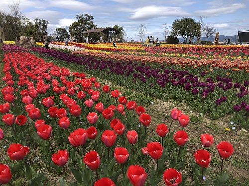 約60万株の迫力!『馬見チューリップフェア』@馬見丘陵公園