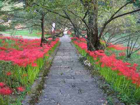 見事な『仏隆寺（ぶつりゅうじ）』の彼岸花
