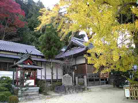 樹齢1200年の銀杏の紅葉『葛城一言主神社』