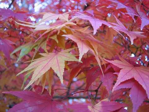 紅葉がピークの『当麻寺（當麻寺）』