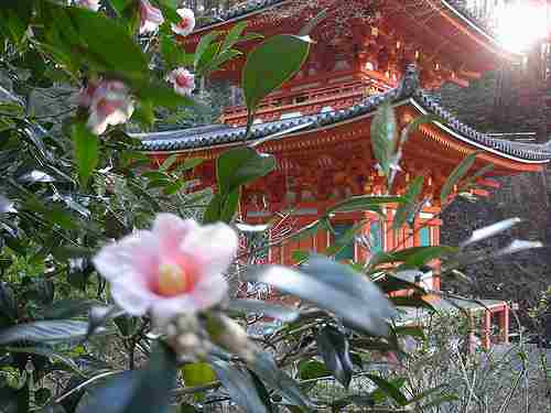 三重塔が見下ろせるんです！『岩船寺』