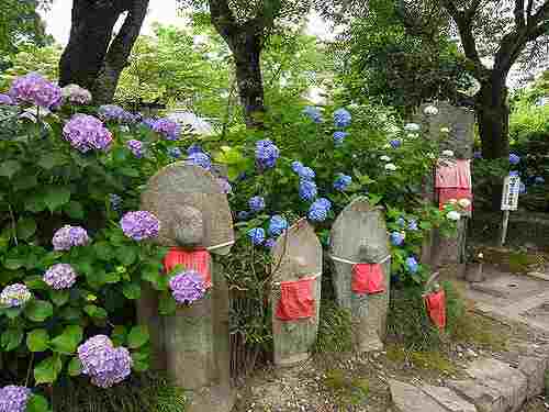 紫陽花＆お地蔵様のコンピ『矢田寺』＠大和郡山市