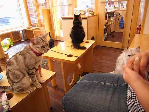 猫だらけの猫カフェ『キャットテイル』＠生駒