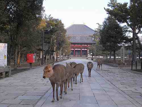 早朝の「東大寺」を歩く-その１（南大門編）