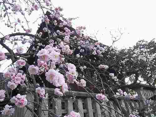 約80種800本の「梅まつり」『道明寺天満宮』＠藤井寺