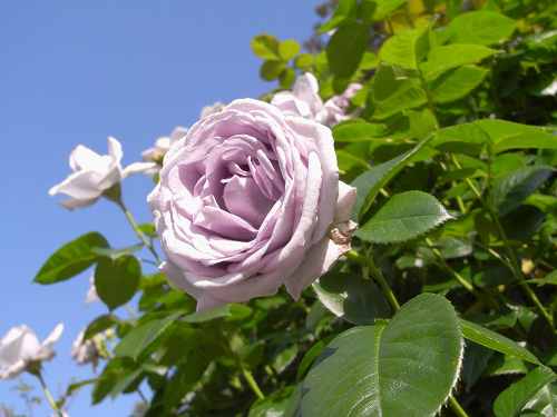 2,000株のバラが見事！『霊山寺』バラ庭園＜後編＞
