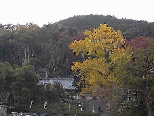 「乳銀杏」の紅葉がピーク『葛城一言主神社』＠御所市