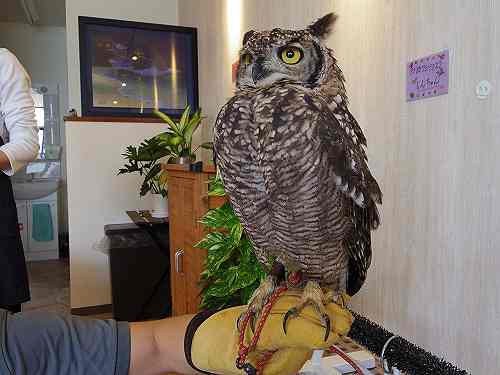 ふくろうたちと遊べる『フクロウカフェわたわた』＠奈良市