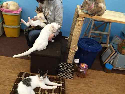 保護猫と里親の出会いの場『保護猫カフェ DearCat』＠生駒市