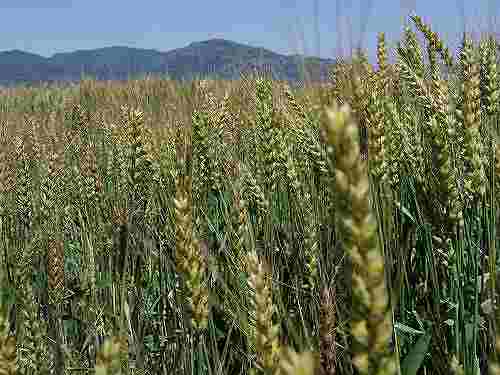 三輪山の麓に広がる美しい『麦畑』＠桜井市大西
